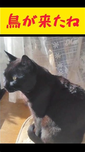 【猫】おかめちゃん鳥来たよ #shorts #猫 #ねこ #ネコ #保護猫 #cat #おかめちゃんと一緒