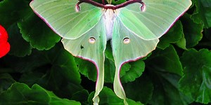 ISSUE #06: Luna Moths Are the Pretty Tricksters Among North America’s Giants