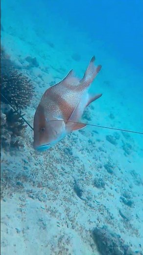 The perfect way to catch a Red Emperor.