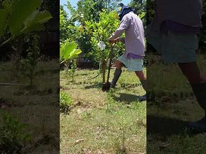 Watering guava plants using solar submersible