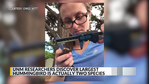 UNM researchers discover largest hummingbird is actually two species