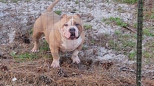 166K views · 4.6K reactions | THE ONE & ONLY MUSCLETONEBULLYS FUGI of LEGENDARY BULLY CAMP OWNED BY Wade Elliott | The Bully Broadcast | Facebook