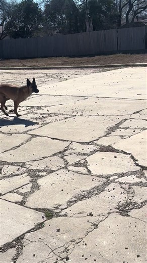 Service Dog in Action: Training a Malinois