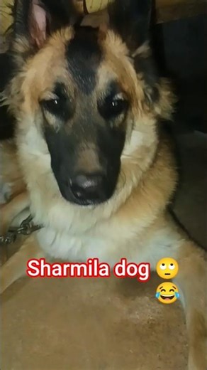 subscribe and like🤗😊 #pets #funny #remix #djmix #dj #dogremix