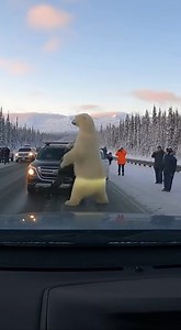Man Engages in Terrifying Roadside Fight with Massive Polar Bear An incredibly dangerous and rare wildlife confrontation was filmed on a snowy, remote highway, showing a man engaging in a physical fight with a massive polar bear. The dashcam footage shows the bear standing on its hind legs to face the man who is trying to push the powerful animal away from a vehicle. A crowd of onlookers watches in horror as the man struggles with the enormous predator, confirming the extreme and life-threatenin