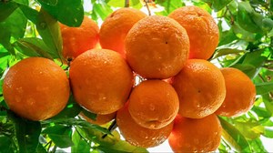 Fast-Growing Fruit Trees You Should Plant In Your Garden