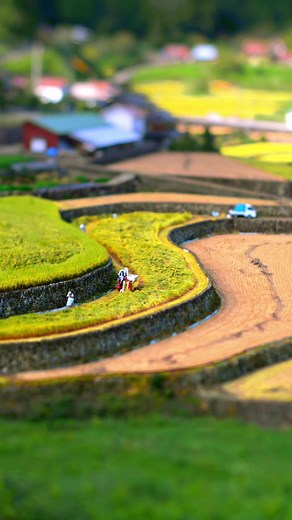 小さな棚田での稲刈りの美しさ🌾