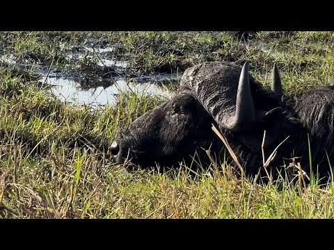 The African Buffalo | Wildlife along the Chobe River