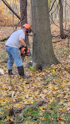 Cutting some nice Red Oak veneer | M and M Timber