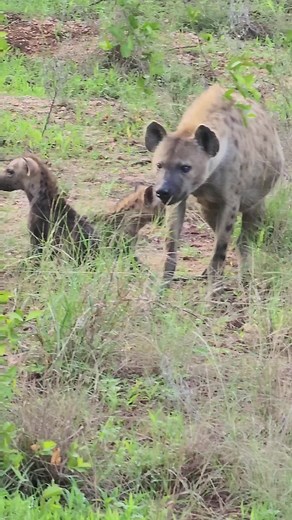 Hyena mothers give birth in an isolated den. But typically, within a few weeks, they move their cubs to a communal den. #hyenas #spottedhyena #wildlife #wildanimals #wildlifephotography #sighting #photography #gamedrives #safari #safaricom #nature #naturelover #krugerexplorer #krugersightings #krugernationalpark #krugerpark #southafrica
