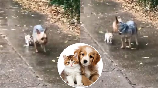Loyal Dog Bravely Rescues Helpless Stray Kitten From Rain And Leads It To Safety In Viral Video, WATCH