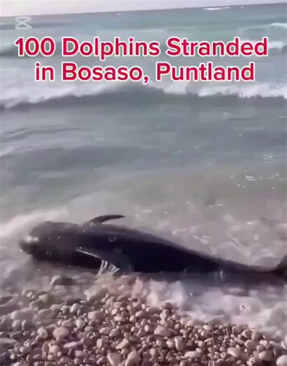 😢 Heartbreaking: Innocent Dolphins Pay the Price for Greed in Somali WatersHundreds of dolphins — gentle, intelligent creatures that bring life to our oceans — washed ashore in Puntland, Somalia, many dead or dying in agony.Locals suspect powerful sonar from Chinese fishing vessels, illegally chasing tuna in Somali waters, disoriented and harmed these beautiful animals, driving them to strand themselves on the beach.This isn’t just a tragedy for marine life — it’s devastating for Somali coastal