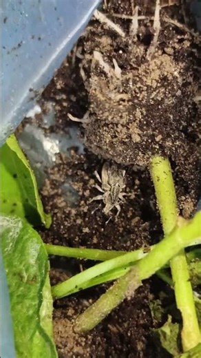 identify the insects