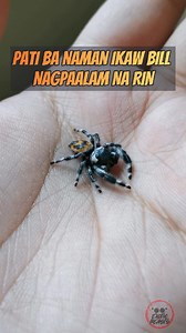 74K views · 1.3K reactions | Farewell Bill (Phidippus audax - bryantae) jump high  #phidippusaudax #boldjumpingspider #farewell #exoticbeasts #exobeasts #spoods #spoodph #spiders #jumpingspider #viralpage #fbreels #reelsfb2024 #fypシ #foryoureels #foryourpage #foryoupage #short #PCF #reptitools #petscocofriend #feeding #animals #pets #exotickeepers #gagamba #vivarium #trendingreelsvideo #trendingnow #trendingreels | Exotic Beasts | Facebook