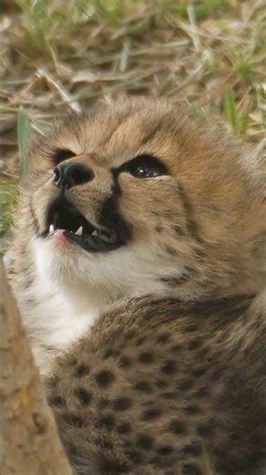 Cheetah Cub Zoomies