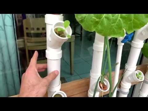 DIY NFT Rain Tower PVC Hydroponics, Bok Choy, Scallions, Basil, etc.
