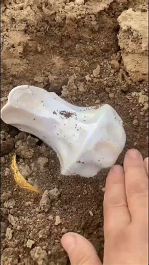Treasure Hunt Discoveries