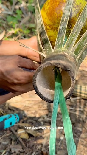 Mencoba buah maja manis namun membuat saya muntah bosku 🤮 #survival #buscraft #survivalskils