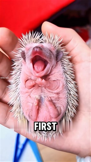 Wait… How Do Hedgehogs Give Birth Without Getting Hurt? #hedgehog #shorts
