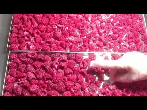 Raspberries Freeze Dried ** Healthy Fruits Preserved Using. Harvest Right Freeze Dryer