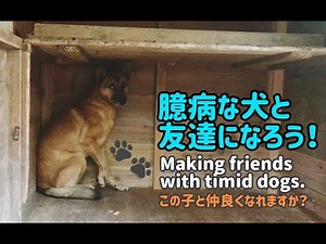 臆病な犬と友達になろう！/Making friends with timid dogs.