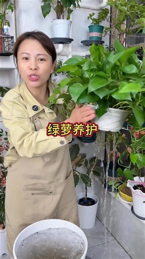 John Su | 綠蘿隨便養都唔死？但想養到好似「瀑布」咁就要學識咁樣「餵」！🌿 #绿萝 #绿萝养护 #养花小知识 #室内绿植 #花卉养护 #懒人植物 #爆盆秘籍 #家居装饰 #园艺 #植物生活 #Pothos #EpipremnumAureum #PlantCare... | Instagram