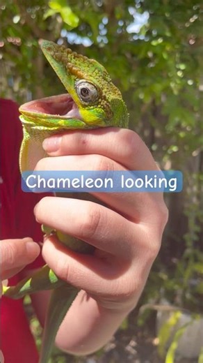 Knight anole caught! #florida #viral #reptiles #fishing