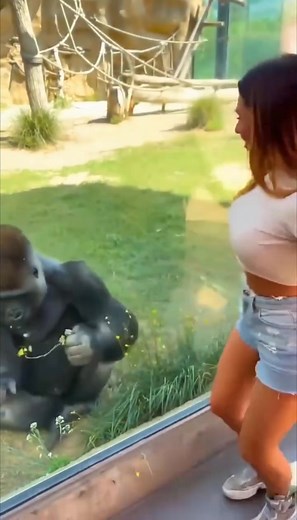 59K views · 284 reactions | Gorilla falls in love with woman—picks FLOWERS to impress her Zoo footage. Gorilla exhibit. Woman at GLASS. She says HELLO to gorilla. Friendly GREETING. Just being nice. Gorilla NOTICES. Looks at HER. Makes eye CONTACT. Then something BEAUTIFUL happens. Gorilla seems to fall in LOVE. Right THE... | Animal vedio | Facebook