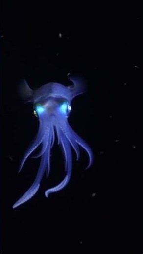 Do Squids really have Ink? #facts #nature #squid #seafood