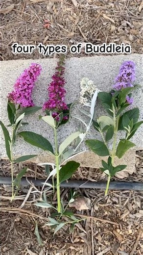 Buddleia or Butterfly Bush Types