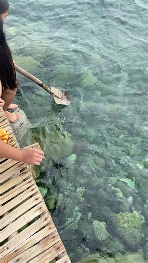 Cute Jellyfish Moments in TikTok