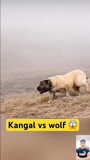 Brave Kangal Dog DESTROYS Wolf Attacking His Sheep!