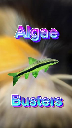 Micro Aquatic Shop on TikTok