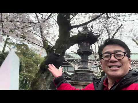 【Sakura】Japanese Beauty Sakura n Yasukuni Shrine 靖国神社の桜満開