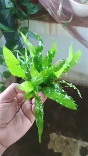 Java fern clump #aquarium #aquascape #aquariumlife