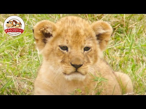 Isolated Lion Cub After Attack of Elephant...Where Did Mom Go? (Parenting of Lion: Episode2)