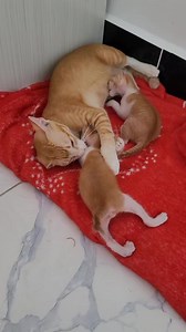 381K views · 10K reactions | 殺殺 #kitty #cat #cats #catsofinstagram #kitten #catlover #catstagram #meow #catlife #instacat #kittens #cute #catlovers #catoftheday #kittyca #instagram #pet #love #pets #kittensofinstagram #cutecat #catlove #gato #animals #cutecats #petsofinstagram #lovecats #adoptdonts | Luiza Ribeiro Correia | Facebook