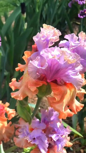 Gorgeous tall bearded iris #fblifestyle #flowers #Iris #facebookreelsviral | DIY Garden Ideas