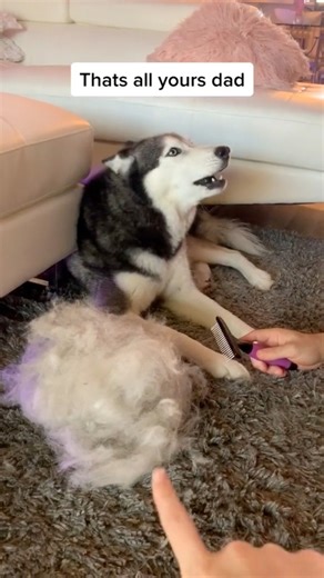 Life With A Husky! 😳 | Meeka The Husky