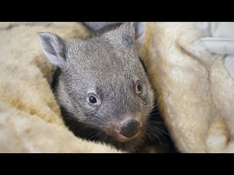 Wombat dental checkup