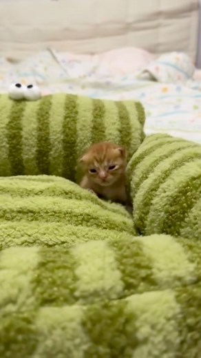 cute pets daily on Instagram: "really smol💚 👉🏼follow @smallestcutepets👈🏼 #meow #sillycats #xiaomimi #xiaomimicat #cats #catsofinstagram #kitty #catlove #cute #small #kittens #catsclub"