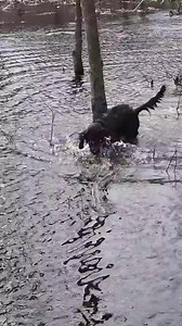 Friends of the Geauga County Dog Shelter & Warden's Office on Reels