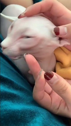 Every Pore Counts! 🐱 | Sphynx Cat Deep Skin Cleaning and blackheads removing #Shorts