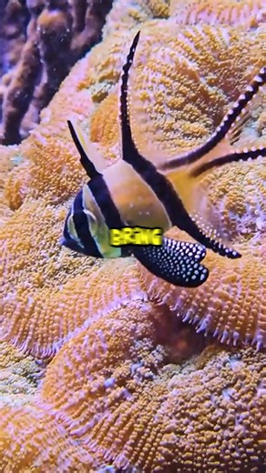 They Ordered Chicken Surprise… But Got THIS Instead 🦆😂 | Quick Line Comedy