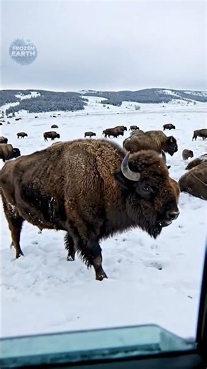❄️ Bison Herd Surviving the Freezing Snow!