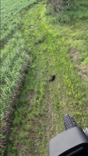 "Helicopter Se Wild Boar Hunting | Real Aerial Hog Hunt Footage!" #boarhunting #wildboar #wildlife