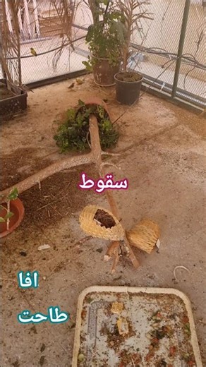 مشاكل سقوط فرع الشجرة وتخريب الاعشاش عليه