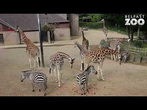 Sandy, the oldest zebra in Europe, celebrates her 40th Birthday!