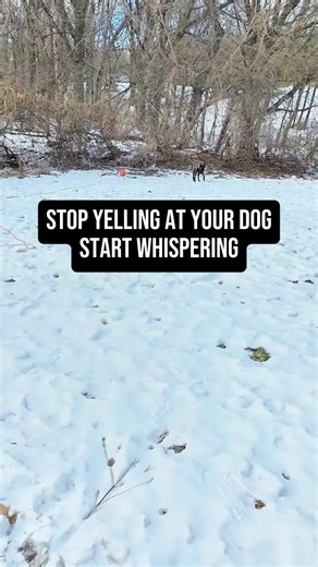 Training a High-Drive Malinois: The Power of Clarity