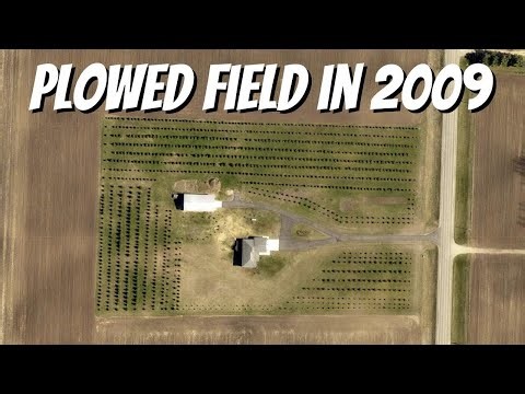 WATCH THIS BEFORE PLANTING EVERGREENS! Plan evergreen screening correctly from the beginning!